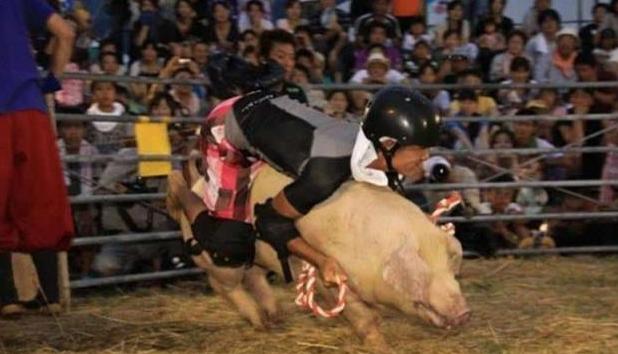 中國游客：神劇再現日本不辦騎牛比賽卻舉辦“騎豬大戰”