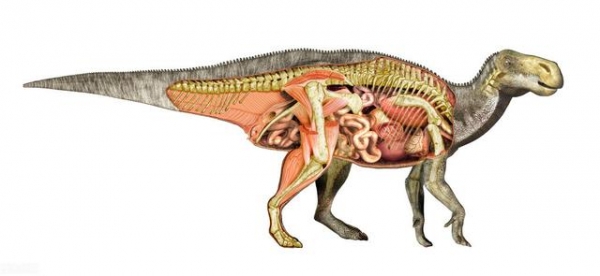蜥脚类恐龙的形态特征