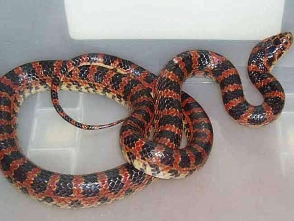 也被称作为家蛇的一种,是一种很爱吃青蛙的蛇,赤链蛇颜色具有红黑相间