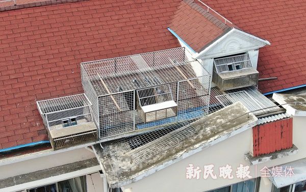 40多平方米楼顶养了80多只鸽子持证养鸽就能扰民2