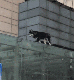 二哈,你是怎么上去的,竟然这么勇敢,这不符合你的智商啊