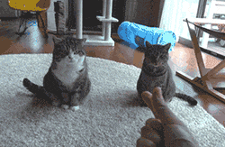 搞笑gif这就是胖和瘦的原因