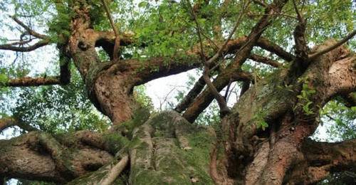 世界上最可怕的"食人树",一被缠住就化成白骨 却人人争相保护