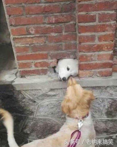 亲爱的,我背着主人偷偷来看你了