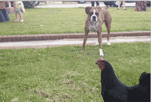 爆笑gif: 老虎不发威 你当我是病猫啊