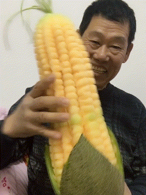 搞笑gif: 我是来打假的, 是时候表演真正的狗啃泥了