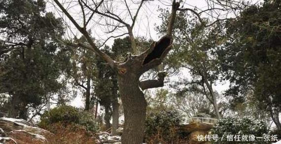 崇祯吊死于煤山的那棵歪脖子树现如今怎么样了