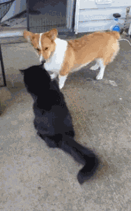搞笑gif:小样在家你在能耐上了啊