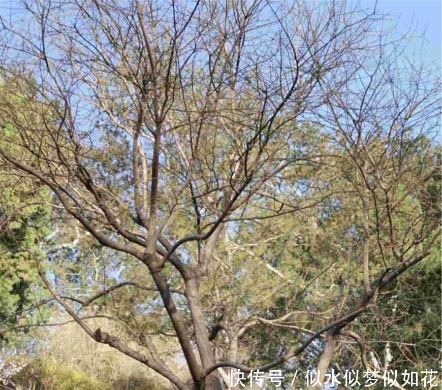 吊死崇祯的"歪脖子树",曾经得到了长期保护,如今如何