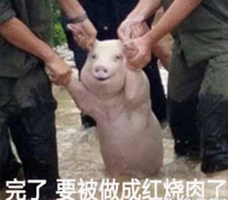 那只从台风中救出来的猪被恶搞成表情包了