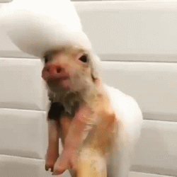 搞笑gif:对的,你没猜错,我就是猫王!_看看头条_中华网