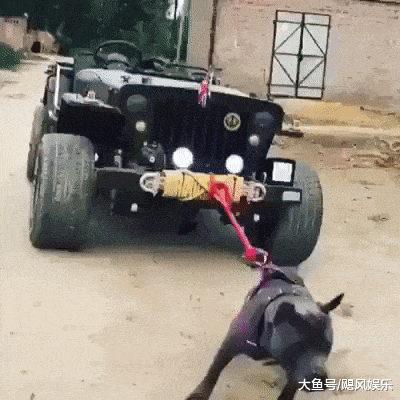 搞笑gif:狗:减个肥我容易么_看看头条_中华网