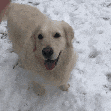 把雪球给我捡回来