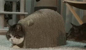 搞笑gif: 等等!这感觉似曾相识_看看头条_中华网