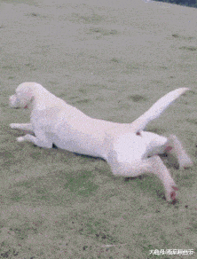 搞笑gif:王者总是受到妹子的青睐_看看头条_中华网