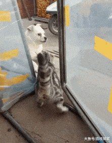 搞笑gif:为交警叔叔点赞_看看头条_中华网