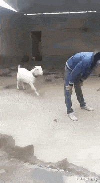 搞笑gif: 这就是信任,山羊跳就是这么来的吧!