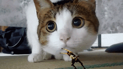 搞笑gif别不在相信了人就是猴子变的你看多像