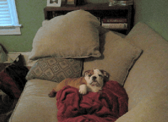 搞笑gif:小子你也太自信了吧._看看头条_中华网