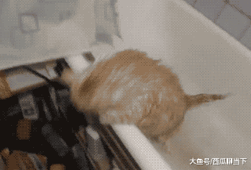 搞笑gif图:别挣扎了,从明天开始减肥吧_看看头条_中华