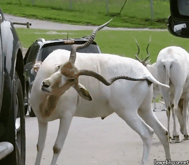 384_335gif 动态图 动图