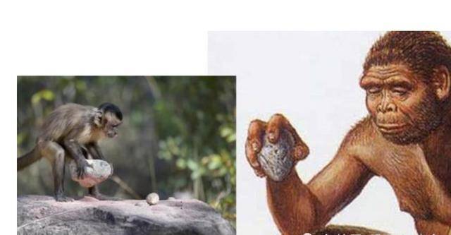现代的猴子也能进化为人?科学家担忧:巴拿马猴类进入石器时代!