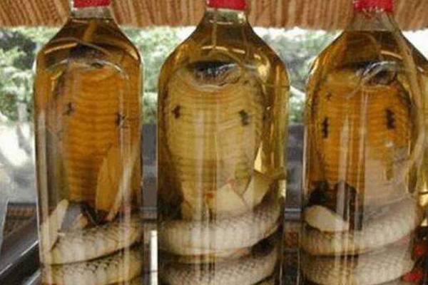 蛇酒泡了10年蛇还活着泡了3个月酒都喝完蛇还活着