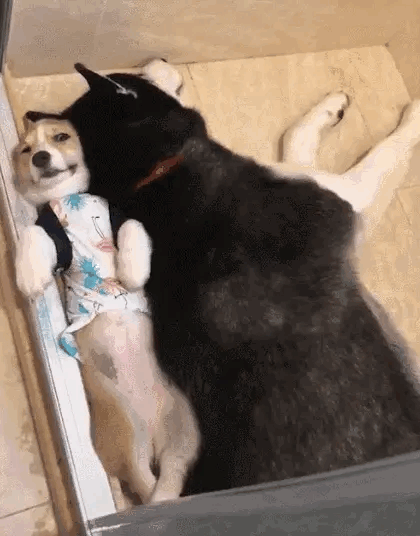 搞笑gif动图:恶搞的周末开始!我已经笑出猪叫声了!