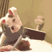 搞笑gif动图:狗子:这条街的我,能横着走