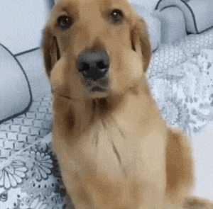 搞笑gif偷吃还不承认我看你能够嘴硬多久