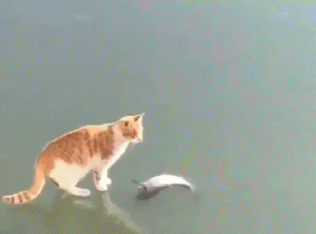 猫咪:这鱼怎么抓不到啊,急死我了!可真是心有余而力不足啊!