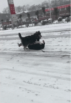 搞笑gif: 如果你的外卖超时了,别催了,他们还在冰天雪地的路上