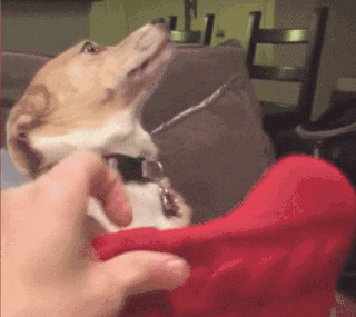 搞笑gif: 马蜂:我看谁还敢动我的窝!_看看头条_中华网