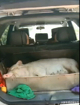 搞笑gif: 有钱就是任性,用奔驰拉猪