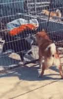 搞笑动态图gif: 小样,要不是有铁网的话,你今天就死定