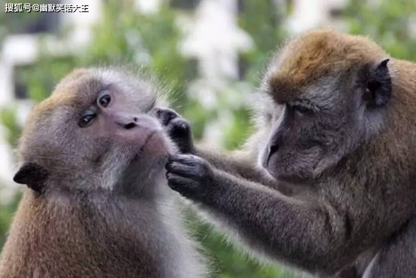 幽默笑话孙悟空到底是公猴还是母猴