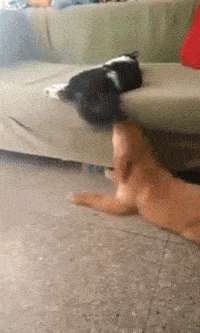 每日一笑,有些好奇心千万不要有_看看头条_中华网