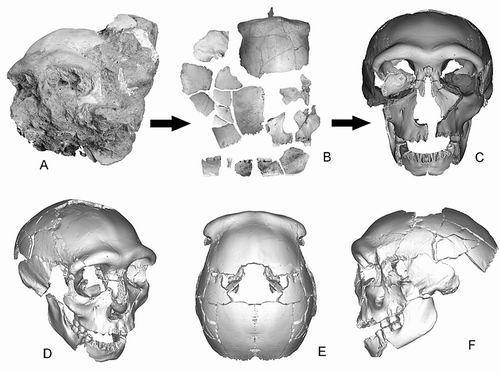 化石|人类又发现“新成员”：亚洲海岛上的“小矮人”