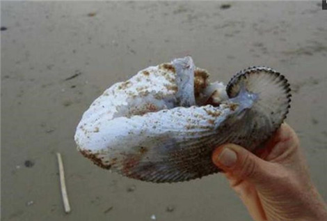 后来,女子镇静下来后,就拍了照片发到网上询问这一贝壳到底是怎么回事