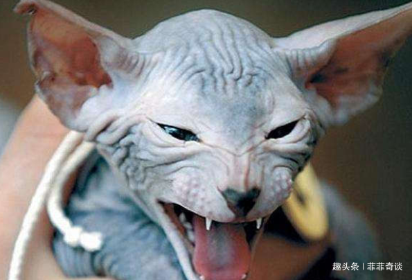 金字塔这下闹大了考古再出猛料一只守卫主人4000年的猫3