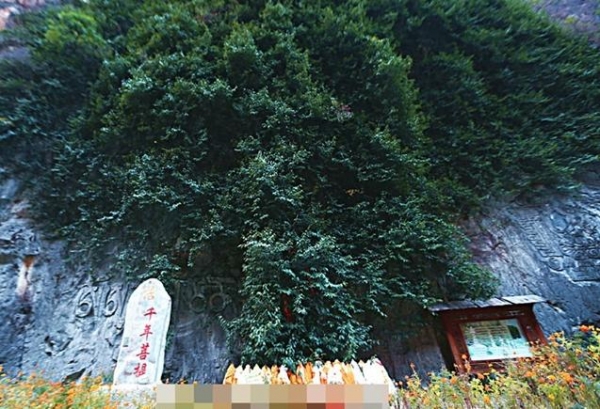 云南3000年菩提树，长出一只“佛手”，游客：佛祖保佑