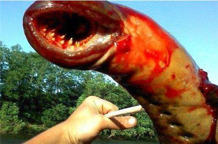 世界最强僵尸鱼晒成鱼干5年不死入水后立马复活4