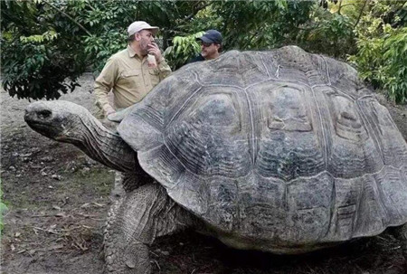 被死神遗忘的乌龟,从清朝活到现在,让无数人羡慕不已