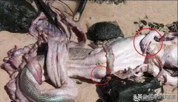 深海人魚摯愛人類腐屍她們是夢幻精靈還是噬人煞神