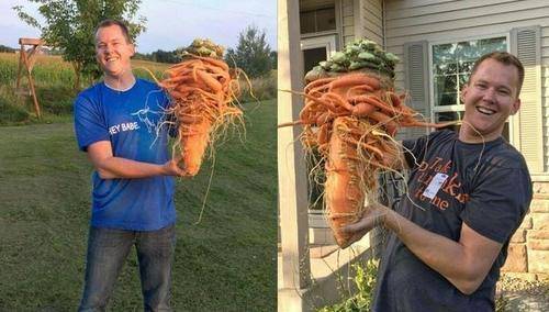 男子种出21斤重胡萝卜创吉尼斯记录