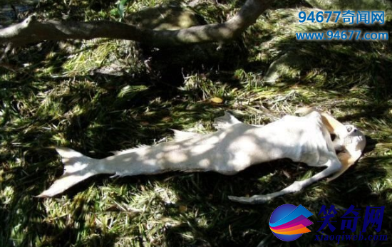 世界上有美人鱼吗关于美人鱼的真实报道真实面貌