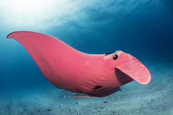 摄影师拍到罕见,或是世界上唯一"粉红"蝙蝠鱼,还以