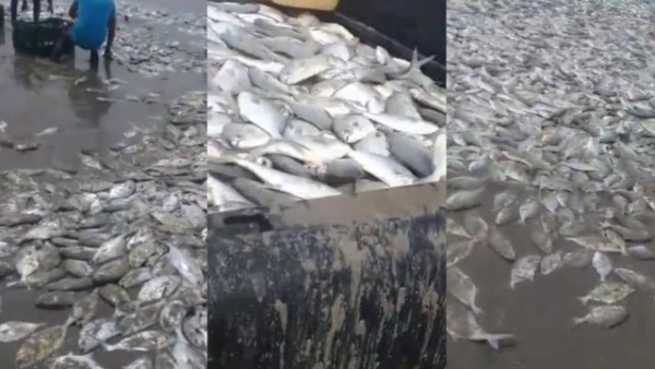 墨西哥沿海现“大规模”死鱼，成千上万条，2020年地球怎么了？