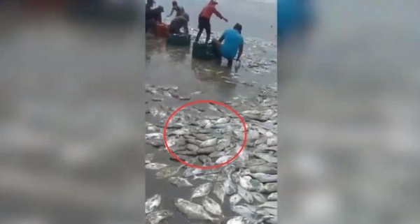 墨西哥沿海现“大规模”死鱼，成千上万条，2020年地球怎么了？