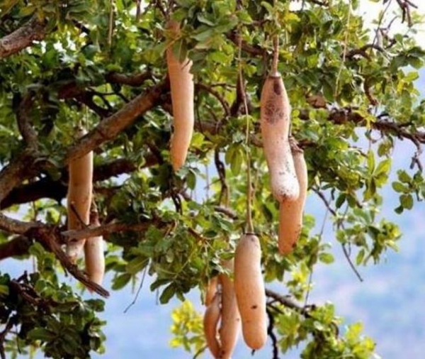 非洲能产大米的树一棵能产出数百斤一生只开一次花